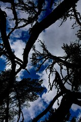Gnarled tree branches silhouetted against a dynamic blue sky filled with white, billowy clouds in summer, Saaremaa, Estonia, Europe.