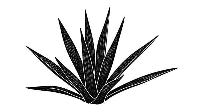 Black and white illustration of a desert agave plant with long narrow leaves using a textured dot pattern for shading and depth.