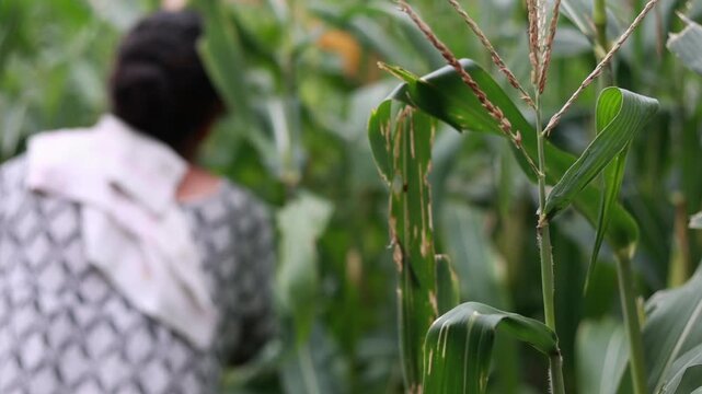 Close up of hands collecting fresh ladyfinger from plant with tall corn plants in background symbolizing agriculture mixed cropping organic vegetable farming and rural livelihood