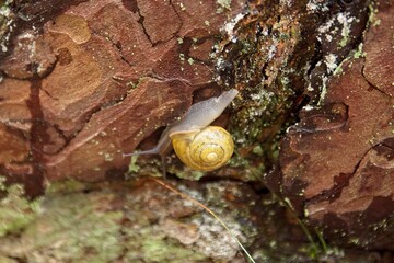 Close-up of white-lipped snail (cepaea hortensis), also known as the garden banded snail, crawling on tree bark in summer, Saaremaa, Estonia, Europe. 