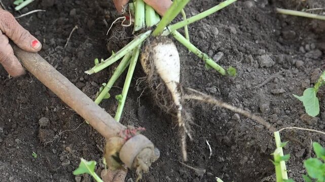 Close up of hands pulling round radish from soil during harvest symbolizing agriculture organic vegetable farming manual labor traditional cultivation and rural livelihood