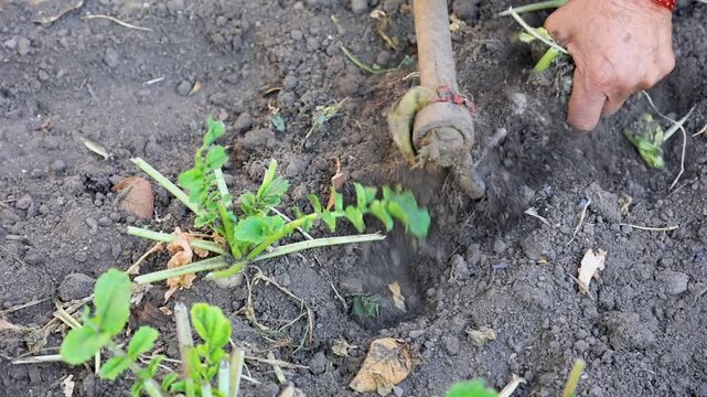 Close up of hands removing soil from freshly harvested radish symbolizing agriculture organic vegetable farming manual labor traditional cultivation and rural livelihood