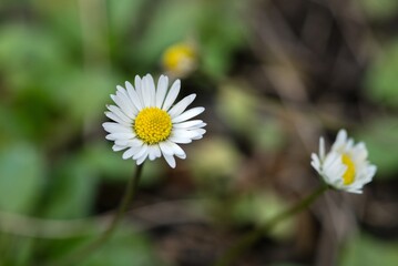Plant list 2025 - Bellis perennis © cristographic