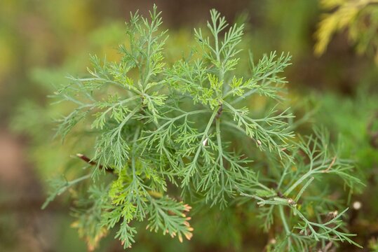 Plant list 2025 - Artemisia abrotanum