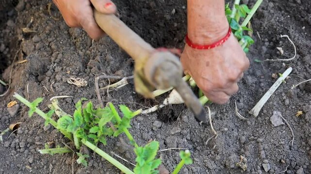 Close up of hands pulling round radish from soil during harvest symbolizing agriculture organic vegetable farming manual labor traditional cultivation and rural livelihood