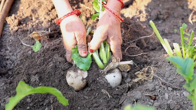Close up of hands pulling round radish from soil during harvest symbolizing agriculture organic vegetable farming manual labor traditional cultivation and rural livelihood