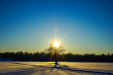 Winter Sunburst over a Snowy Field with a Solitary Tree