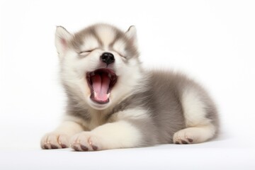 Fototapeta premium Happy yawning Siberian Husky puppy mammal animal husky.