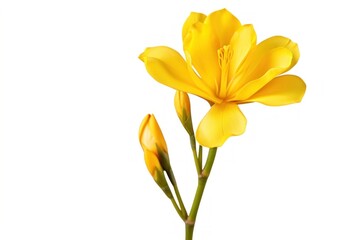 Obraz premium Yellow freesia flower blossom petal.
