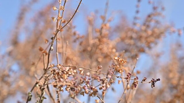 atriplex hortensis dead leaf video, atriplex hortensis plant dead clip