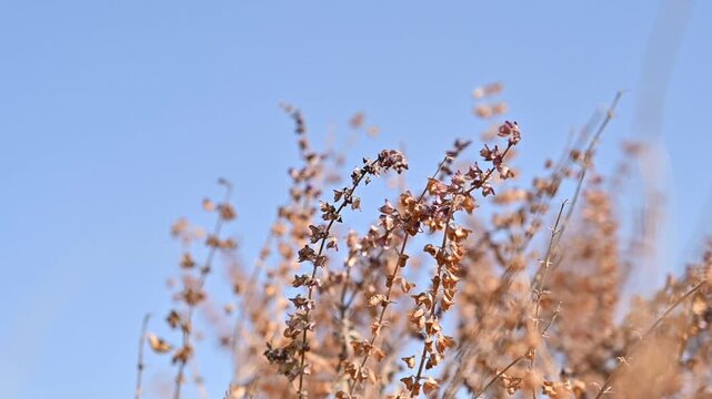 atriplex hortensis dead leaf video, atriplex hortensis plant dead clip