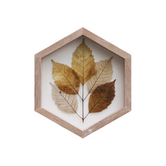 Delicate dried skeleton leaves showcasing intricate brown and yellow vein patterns beautifully preserved within a light wood hexagon frame on transparent background