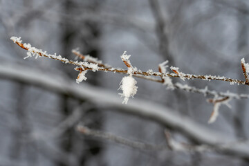 Obraz premium Artistic macro of a single frosted branch with sharp ice needles against a moody gray background. Delicate Ice Crystals on a Thin Twig with Shallow Depth of Field.
