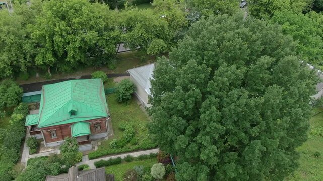 Drone circling large tree from above
