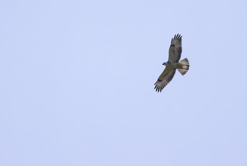 Obraz premium A buzzard with wings spread wide high in the sky, a common buzzard with light plumage, the buzzard's large wingspan, a bird of prey searching for prey, Buteo buteo