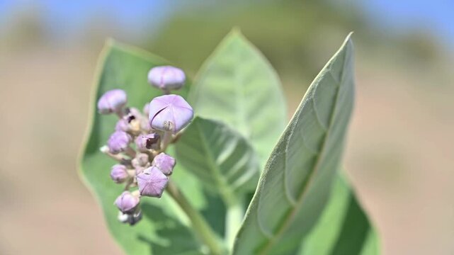 Calotropis procera with blue sky, beautiful flower, flowers with green leaves, 