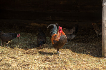 Colorful rooster and hens standing on straw in a traditional wooden stable © Bogdan