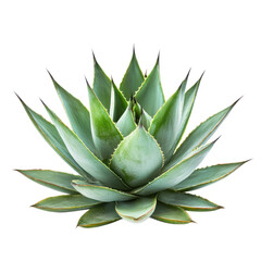 A single agave plant with green and white leaves on a white background.