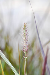 Graminacee or liliopsida plants ,grass flower or purple grass flower
