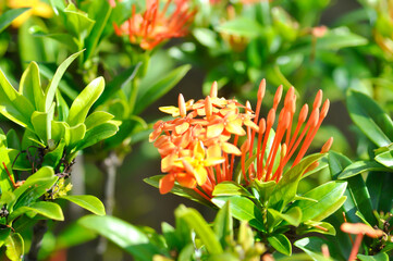 Ixora chinensis Lamk, Ixora spp or Zephyranthes or West Indian Jasmine or orange ixora