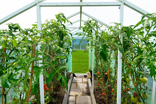 A garden greenhouse made of foil standing on the grass, with various tomatoes visible.