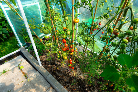 A garden greenhouse made of foil standing on the grass, with various tomatoes visible.
