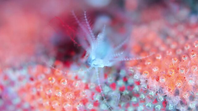Young crustacea family Balanidae under microscope. They use crowns of their tentacles to capture food. Under ultraviolet light