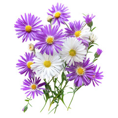 Fototapeta premium Purple and white daisies on a white background.