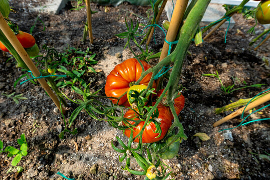 A garden greenhouse made of foil standing on the grass, with various tomatoes visible.