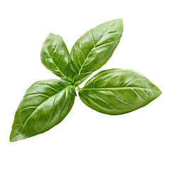 Fototapeta premium Three basil leaves on a white background.
