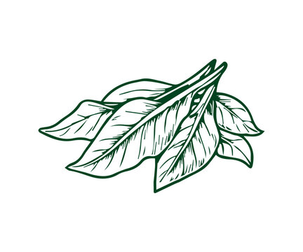 Tobacco leaves drawing representing natural herbal product