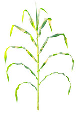 Full body of young corn plant or maize isolated on transparent background. Vertical growth with...