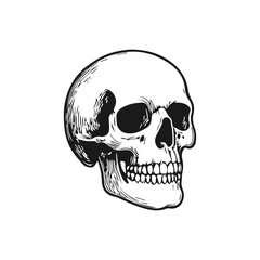 Obraz premium Skull black and white drawing depicting human anatomy