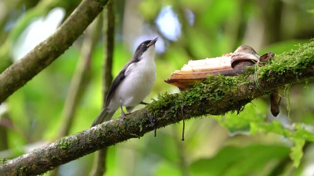 Dark-backed Sibia (Heterophasia melanoleuca ) birdwatching in natural habitat