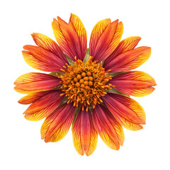 A vibrant orange and red flower with yellow accents, isolated on a white background.
