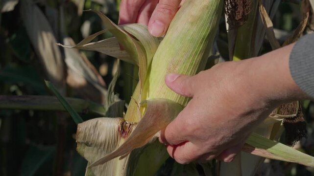 A ripe field corn cob on the stalk, with a hand touching the exposed ear. Around it are stalks and dried leaves. This is a fodder plant for animals.