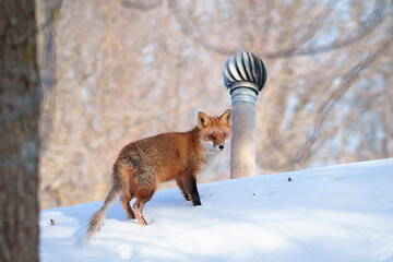 Obraz premium Wild red fox with patchy fur walking through snowy landscape. Red fox with mange standing on snow in winter, with visible fur loss, photographed in a cold natural environment. 