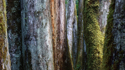 Obraz premium tree bark texture