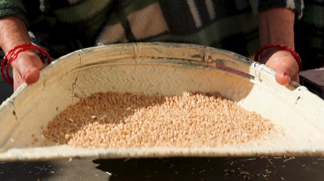 Close up of rural Indian hands winnowing grain using traditional tray in village setting symbolizing poverty agriculture manual labor food processing and subsistence livelihood