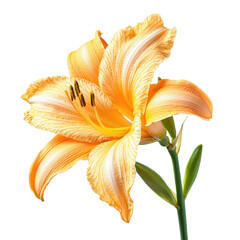 A single orange lily with green leaves on a white background.