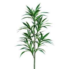 Obraz premium A green plant with long, slender leaves on a white background.