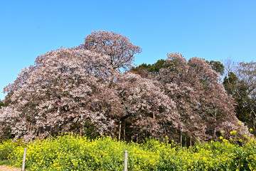 満開に咲く吉高の大桜と菜の花 © ★KAI