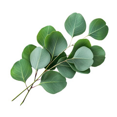 A green and white eucalyptus branch with leaves isolated on a white background.