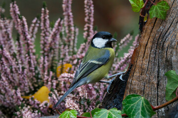 Obraz premium Kohlmeise (Parus major) sitzt in Heidekraut-Pflanze 