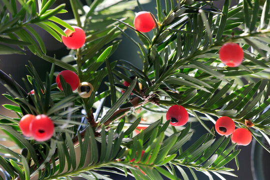 Europ&auml;ische Eiben (Taxus baccata) Nadelbaum mit roten Beeren, giftig