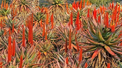 Simply red. A dense glade of aloes (Aloe ferox). A panoramic view of densely packed glade of flowering aloes ( Aloe ferox) near Banderas. © Adrian
