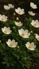 Fototapeta premium Delicate white flowers bloom beautifully mobile wallpaper