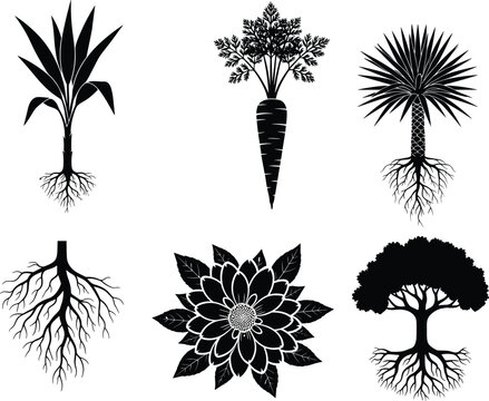 Silhouette illustration of six plants with visible root systems including tree, flower, carrot, palm, and fibrous roots, isolated on white background for botany and education themes