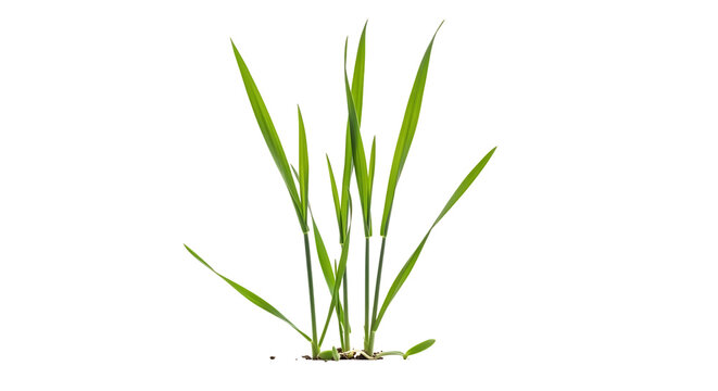Green grass blades isolated on transparent background