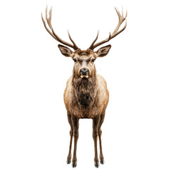 Fototapeta premium A majestic red deer with large antlers standing on a white background.